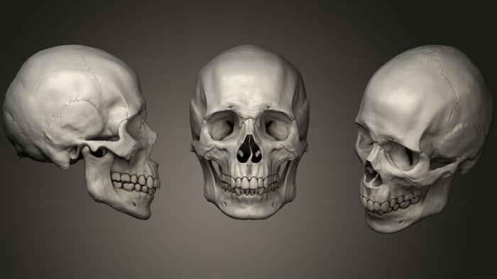 Анатомия скелеты и черепа (Cranio Masculino, ANTM_0369) 3D модель для ЧПУ станка